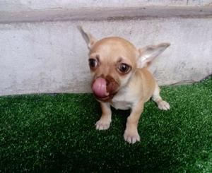 Bebita Chihuahua