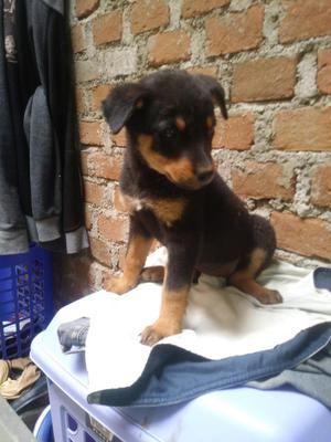 Cachorra Rottweiler Pura