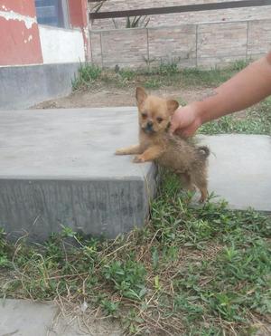 Cachorro Chihuahua Toy