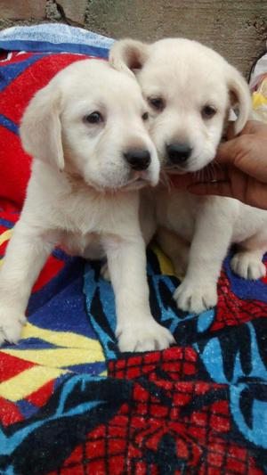 Cachorros Labradores