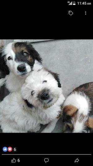 Cachorros Perros Lindos Vacunados