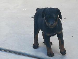 Cachorros Rottweiler