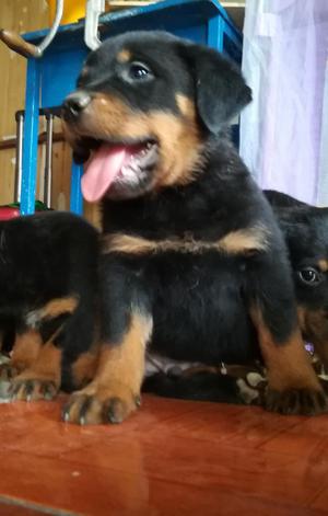 Cachorros Rottweiler