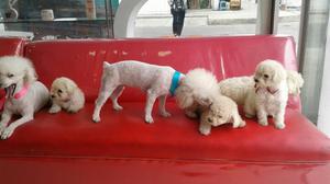 Frenchs Poodles Microtoy Cachorritos