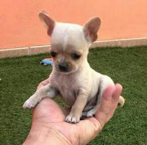 Hermosa Chihuahua