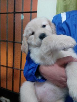 Hermosos Golden Retriver