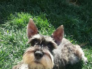 Lindo Schnauzer para Monta