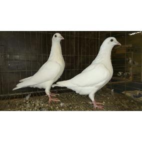 PALOMAS BLANCAS EN VENTA