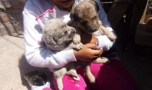 Perritos en Adopcion Hembritas Y Machito