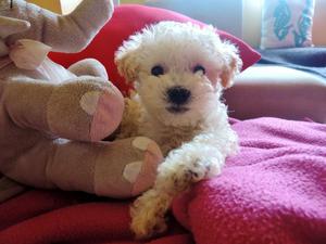 Poodle toy 2 meses en adopcin