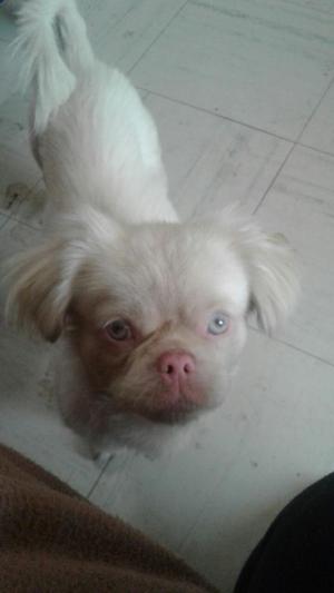 Se Busca Mi Perrito Albino