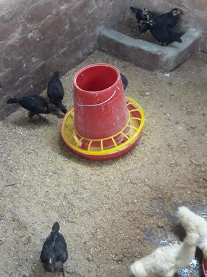 Se Vende Gallinitas Negras