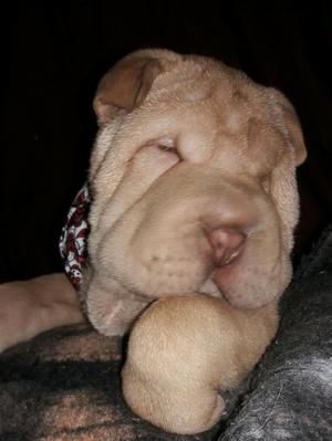 Sharpei Dorado Full Pliegues