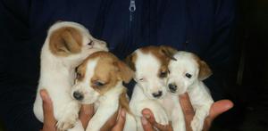 Venta de Cachorros Jack Russell