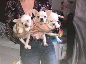 cACHORROS BULLDOG FRANCES