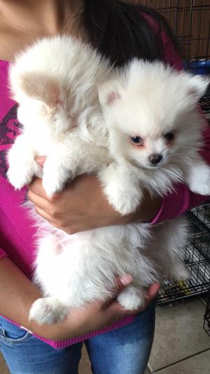 cachorros pomerania lindos