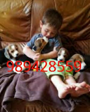 Beagle en Venta