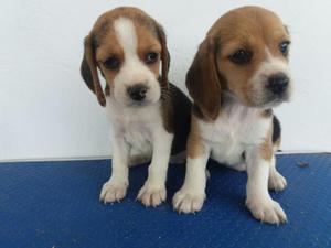 Beagles Auténticos Cachorros Ofrecemos
