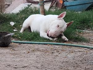 Bullterrier