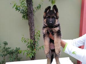 Cachorra Pastor Alemán