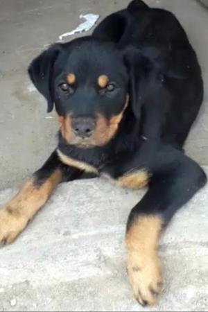 Cachorra Rotweiler de 3meses