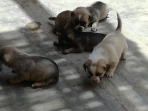 Cachorritos