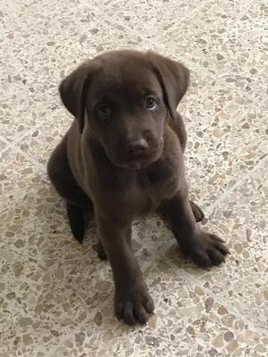 Cachorro Labrador