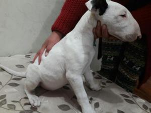 Cachorros Bull Terrier