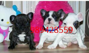 Cachorros Bulldog Frances en Venta