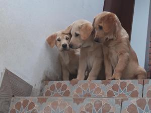 Cachorros Labradores Retriver