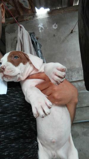 Cachorros Pitbull Fusion Dogo Argentino