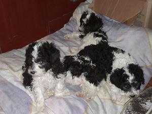 Cachorros Poodle Arlequines