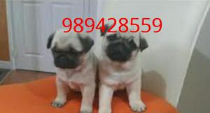 Cachorros Pug en Venta