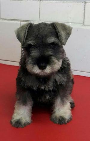 Cachorros Schnauzer