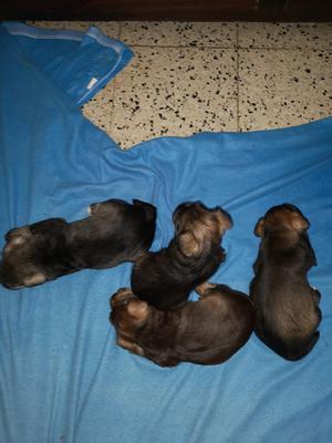 Cachorros Schnauzer