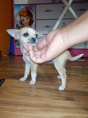 Chihuahua Hembra de 5meses