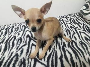Chihuahua Toy Hembra 6 Meses