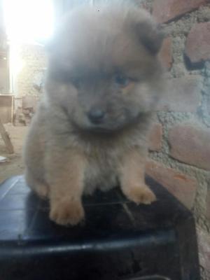 Chow Chow