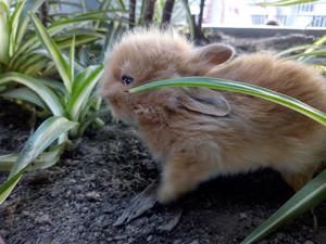 Conejitos Bonitos Raza Pequeña