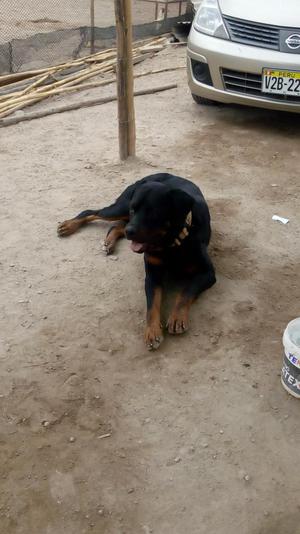 Deseo adoptar Rottweiler hembra