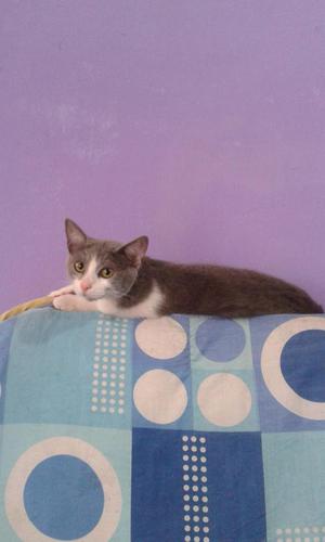 Doy en Adopcion a Juanita