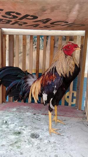 Gallo Jiro