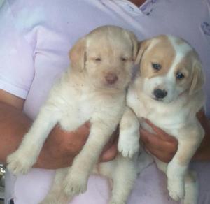 Hermosos Cachorros 80 Soles