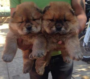 Hermosos Cachorros Chow Chow