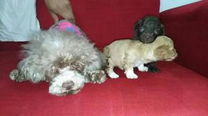 Hermosos Cachorros Poodle Toy