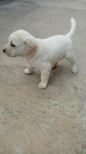 Labrador