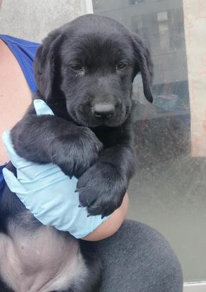 Labrador Oferta