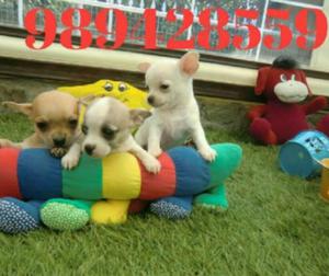 Lindos Cachorros Chihuahuas Toy