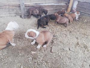 Pitbull Listos para Su Nuevo Hogar