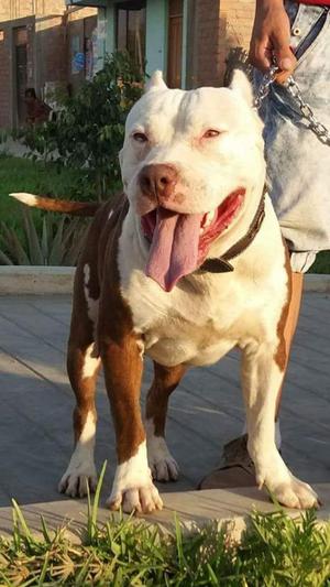 Pitbull Red Nous Dos Meses Y Medio